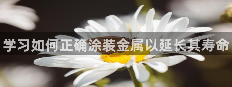 美高梅的老板是何超莲吗